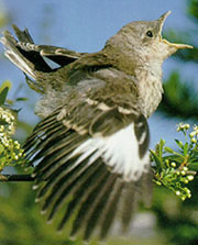 God's original sampler