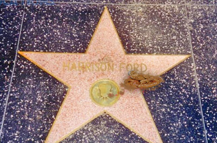 Don't worry, it's the OTHER Harrison Ford!